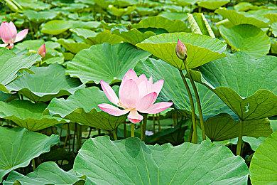 《十字军之王3》新DLC将于5月11日发售 售价118元